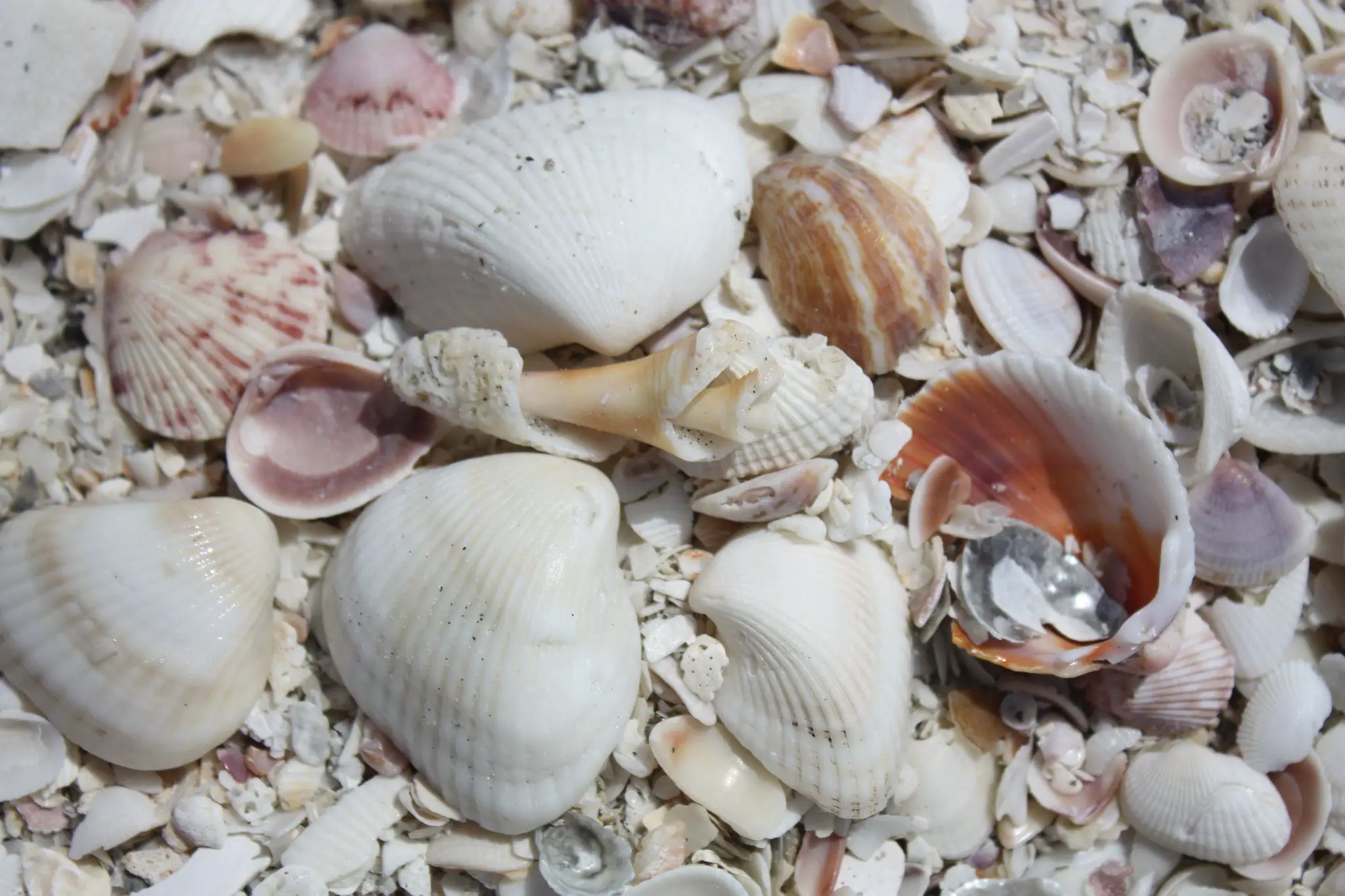 Muscheln am Strand von Florida