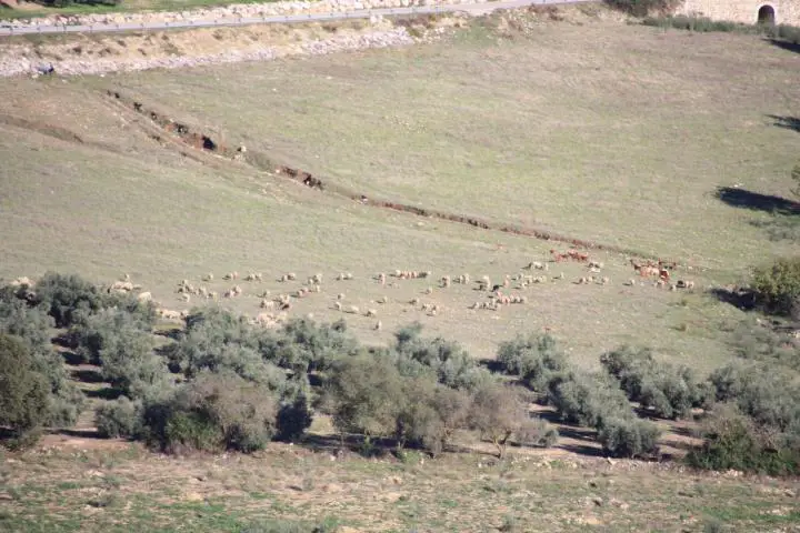 Die Schafe von Alfarnatejo, Axarquia, Malaga, Andalusien Spanien