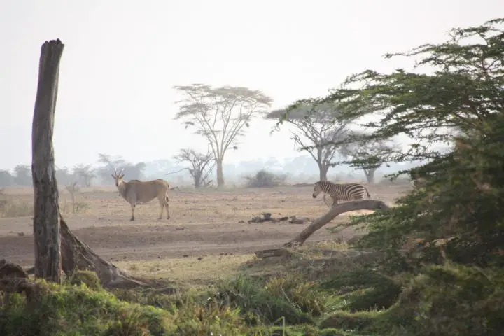 Walking Safari, Ziwani Camp, Kenia mit Kindern