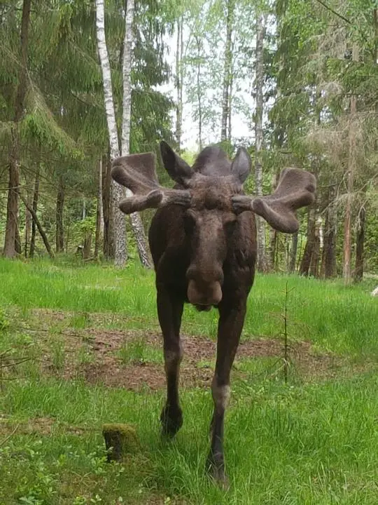 Elch im Anmarsch in Markaryd