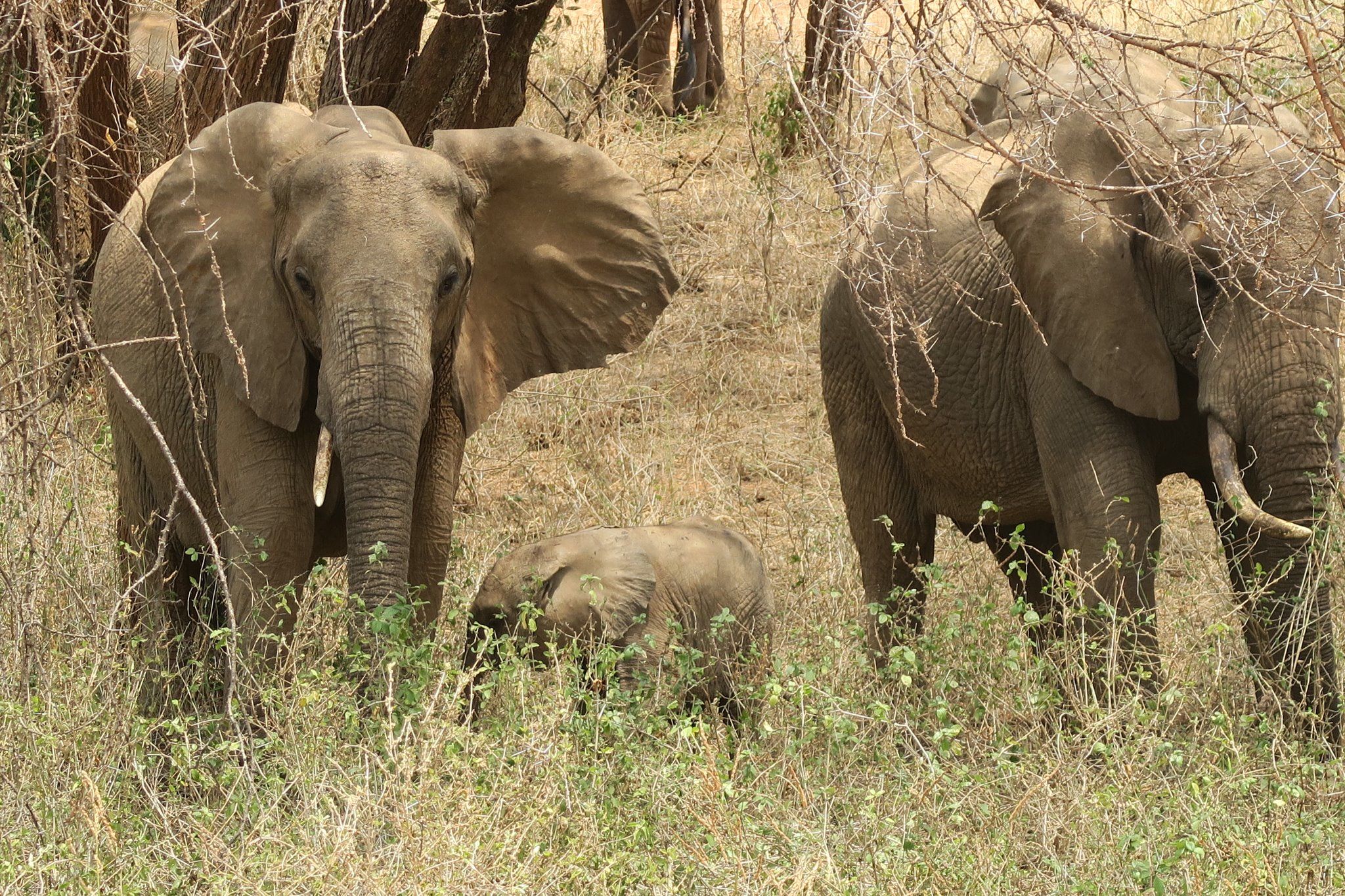 Elefanten im Tsavo Nationalpark, Kenia
