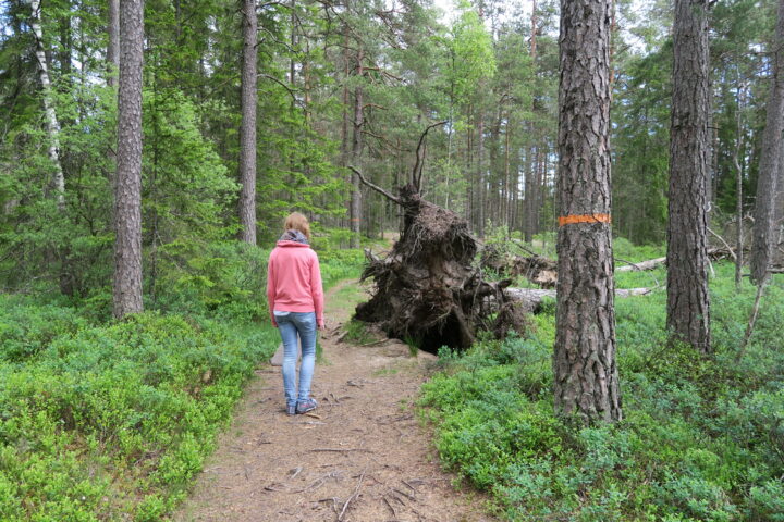 Entwurzelter Baum im Store Mosse Nationalpark in Schweden
