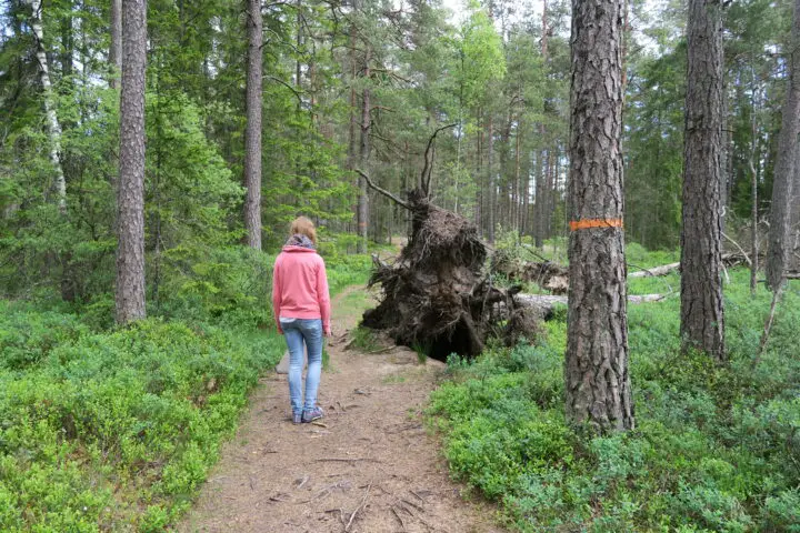 Entwurzelter Baum im Store Mosse Nationalpark in Schweden