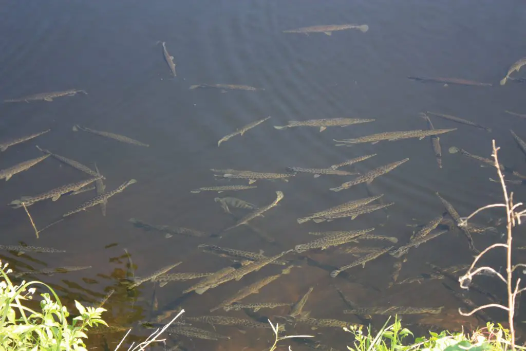 Fische in den Everglades, Florida