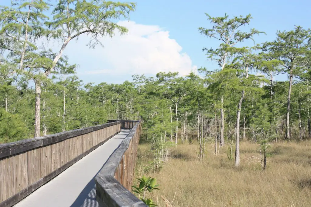 Die Stege bieten eine gute Möglichkeit, das Leben in den Sümpfen der Everglades in Florida zu beobachten