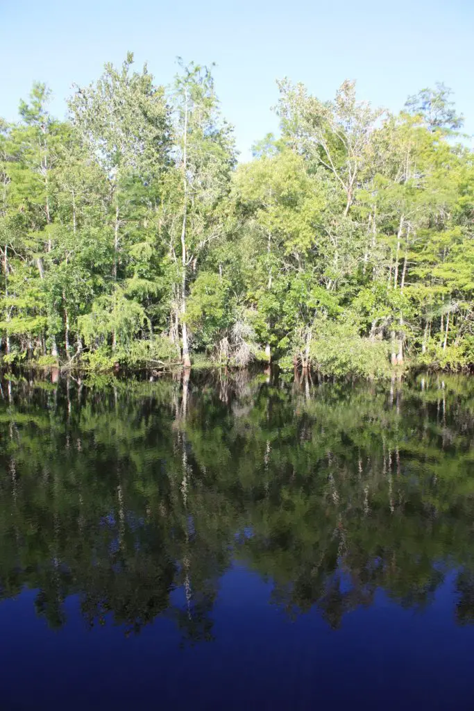 Geheimnisvolle Gewässer und dichte Vegetation in den Everglades, Florida