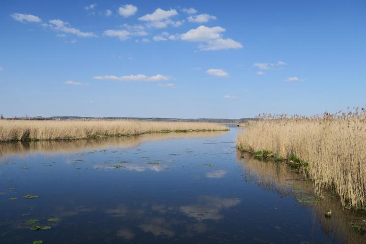 Leuchtend blau scheint der Federsee durch das Schilf