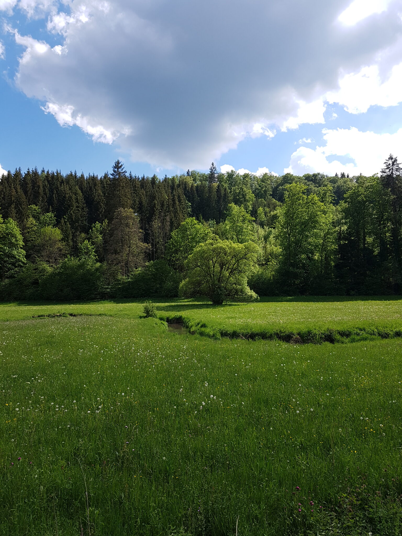 Wiesenlandschaft im Fehlatal