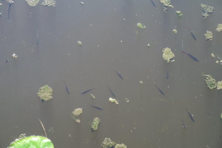 Fische im Federsee