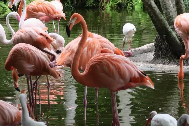 Flamingo