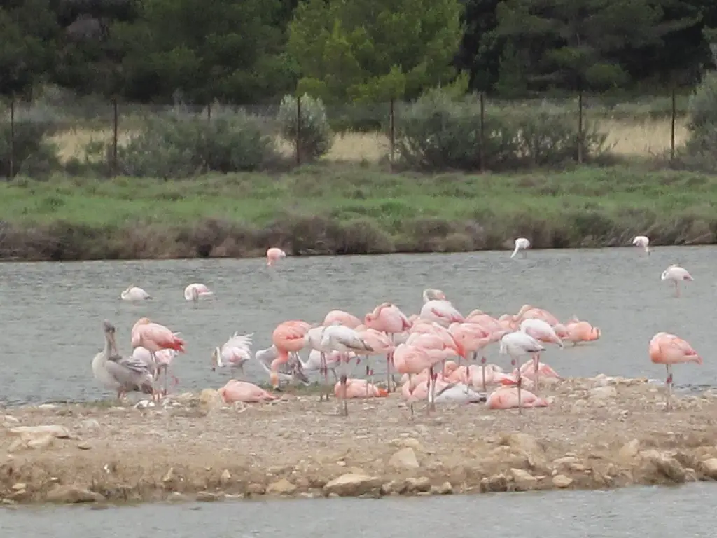 Flamingos und Pelikane leben hier in freier Wildbahn. Safaripark Sigean