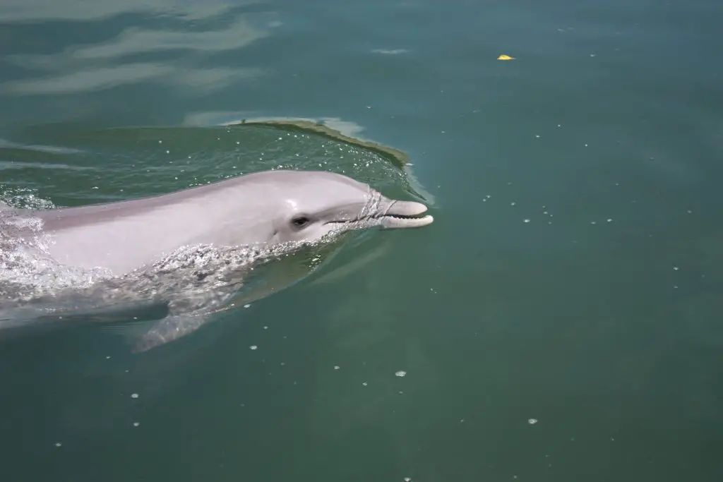 Delfin im Dolphin Research Center auf Grassy Key, Florida