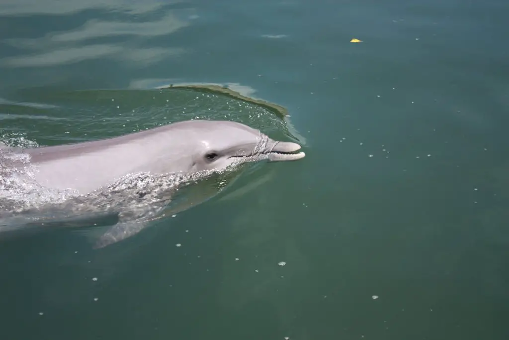 Delfin im Dolphin Research Center auf Grassy Key in Florida