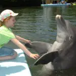 Florida Keys – einmal mit Delfinen schwimmen!