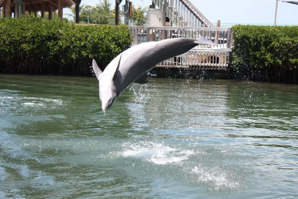 Dolphin Research Center, Grassy Key, Florida