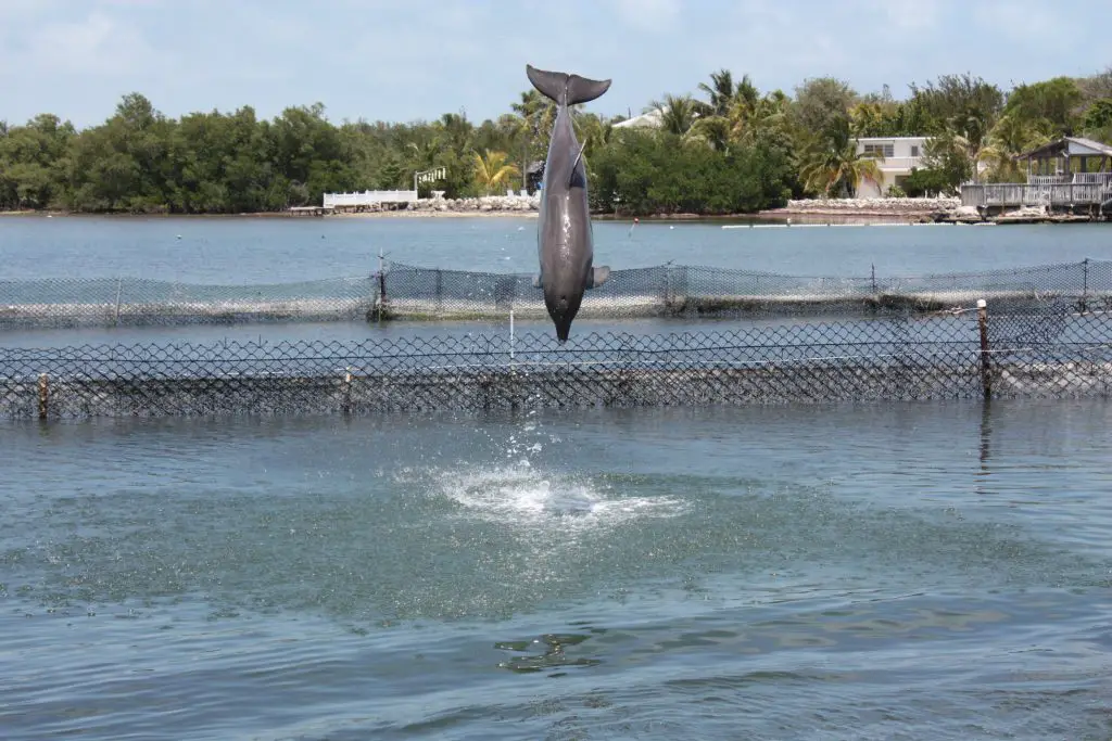 Delfin im Dolphin Research Center auf Grassy Key, Florida