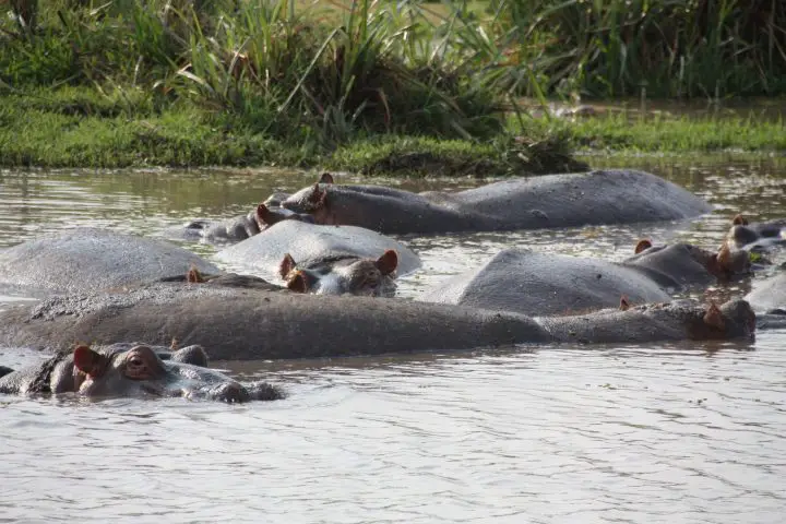 Flusspferde im Ziwani Camp, Kenia mit Kindern