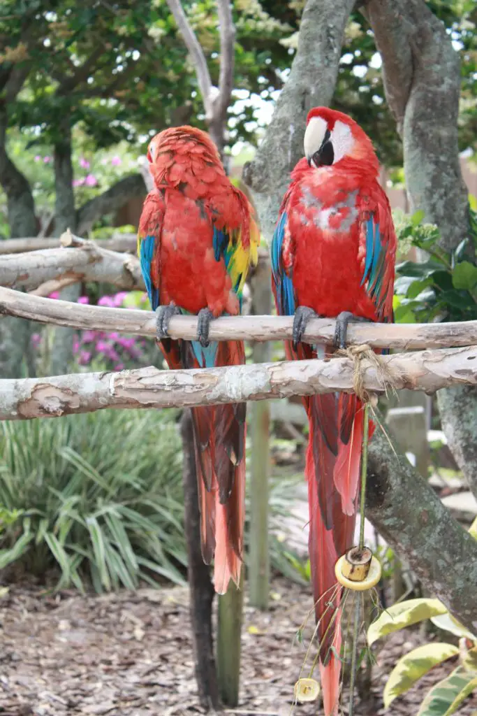 Ara Papageien in Orlando, Florida