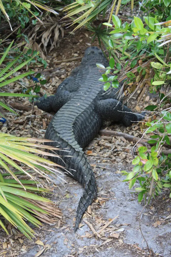 Beim Spaziergang entdeckt man allerlei Alligatoren in Gatorland, Orlando, Florida