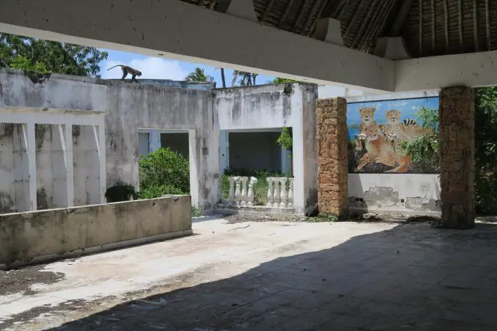 Grüne Meerkatzen in Hotelruine