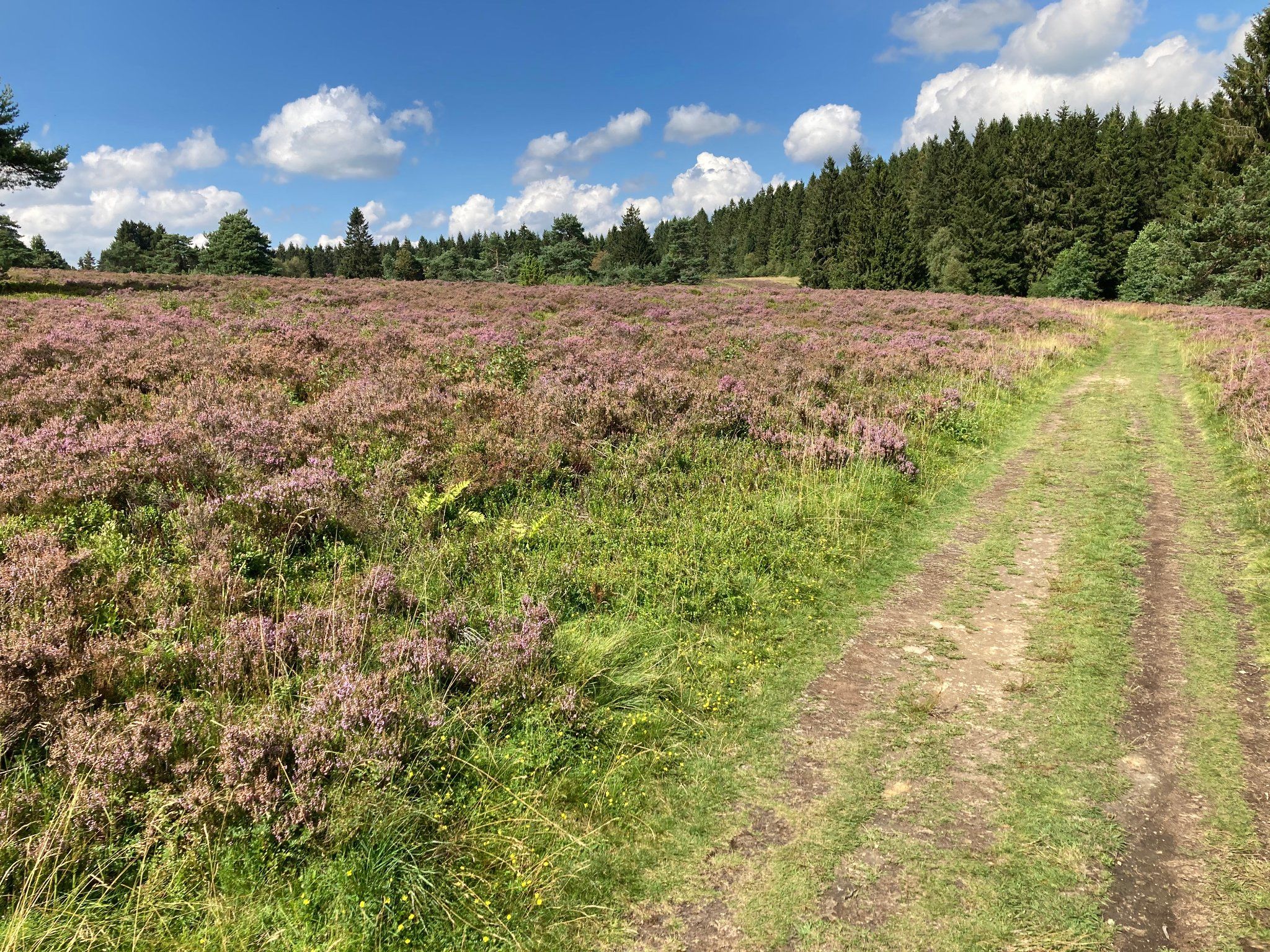 Hochheide auf dem Ettelsberg