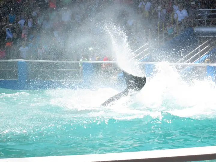 Killerwal spritzt Besucher im Miami Seaquarium, Key Biscayne, Florida, nass