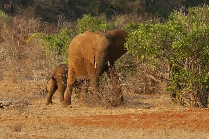 Elefanten im Epiya Chapeyu Camp, Kenia mit Kindern