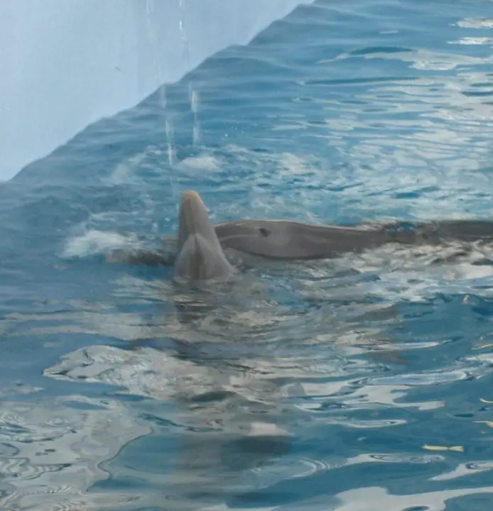 Die Delfine Winter und Hope im Clearwater Marine Aquarium in Florida