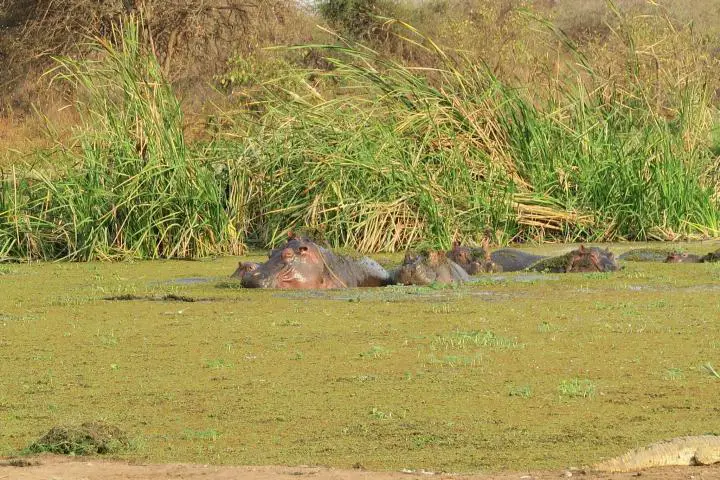 Flusspferde, Ziwani Camp, Kenia mit Kindern, Safari mit Kindern