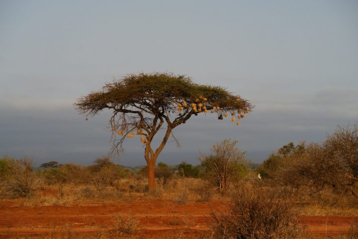 Tsavo West, Kenia mit Kindern, Safari mit Kindern