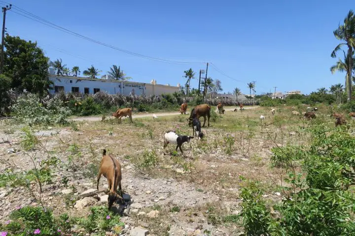 African Safari Club
