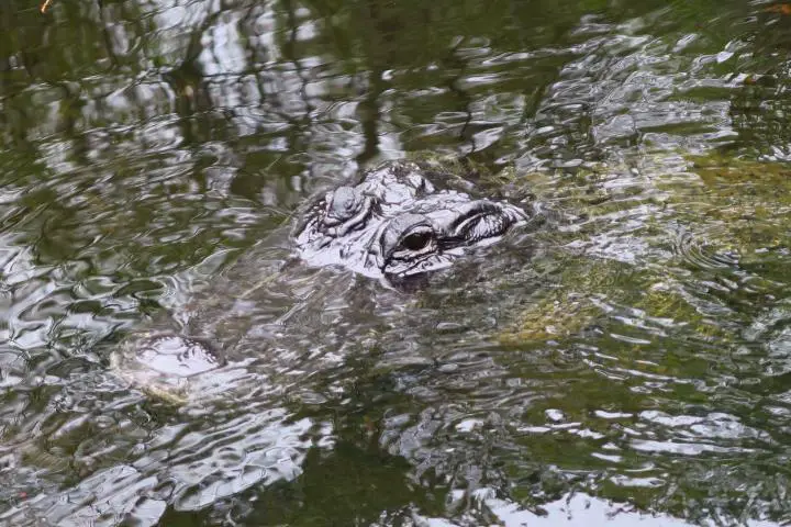 Alligator in den Everglades, Hurrikan in Florida