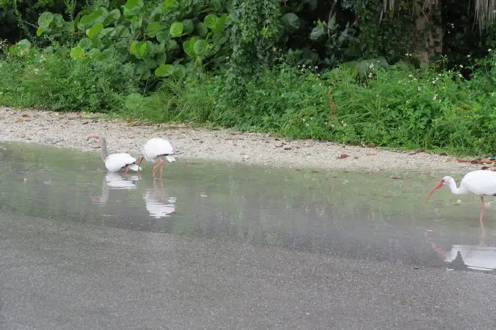 Straße im Ding Darling Wildlife Refuge, Sanibel Island Florida, Hurrikan in Florida