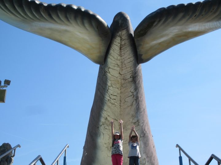 Riesiger Wal im Wasserpark Atlantica in Cesenatico