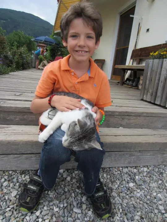Südtirol, Pustertal, Mitterolang, Färberhof, Katze