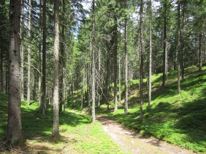 Wald, 3D Bogenparcours, Olang, Valdaora, Südtirol, Pustertal