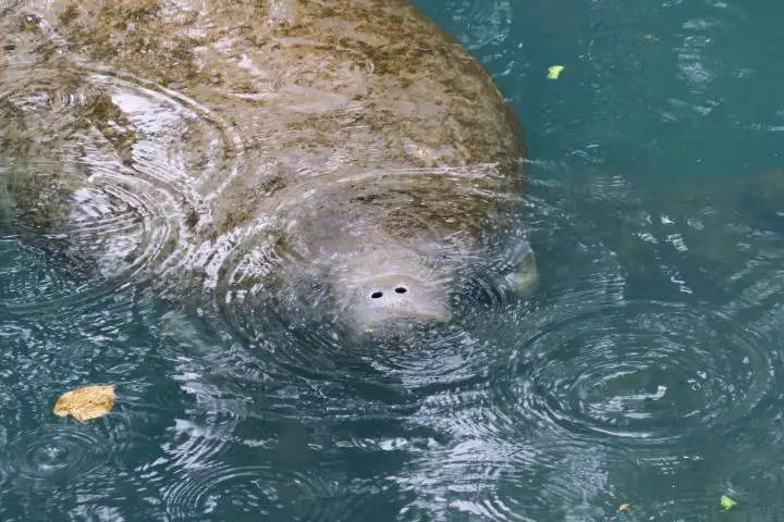 Manatee Nase, Homosassa Springs, Florida