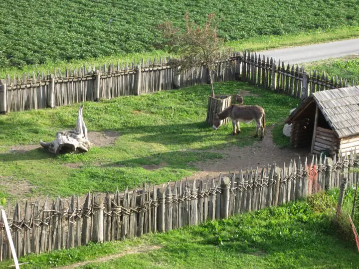 Ferien auf dem Bauernhof in Südtirol - Esel auf der Weide