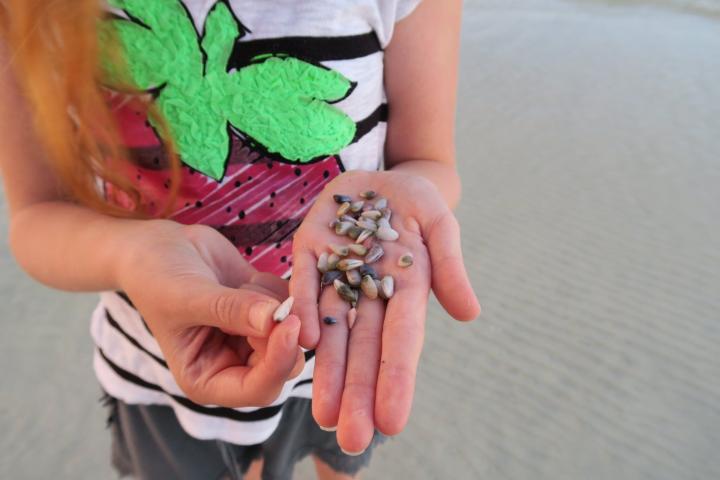 Muscheln am Strand von Florida, Florida mit Kindern