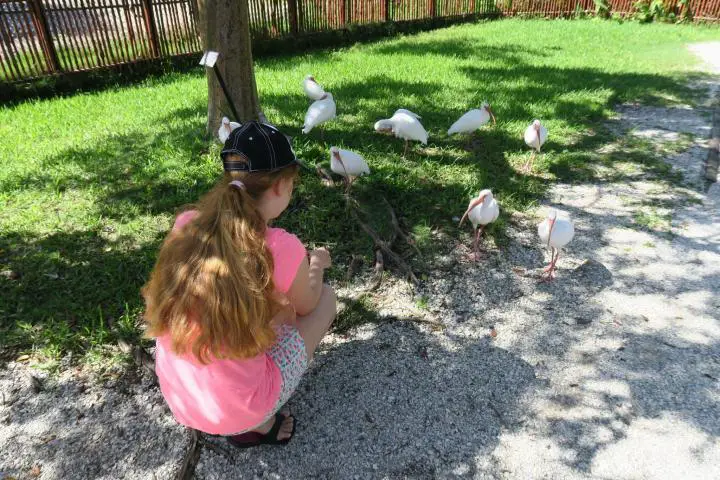 Ibisse im Naples Zoo, Florida, Paradise Coast