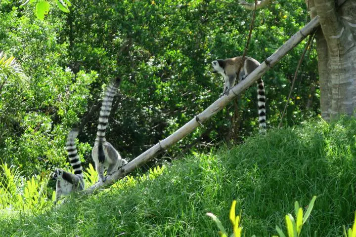 Lemuren im Naples Zoo, Florida, Paradise Coast