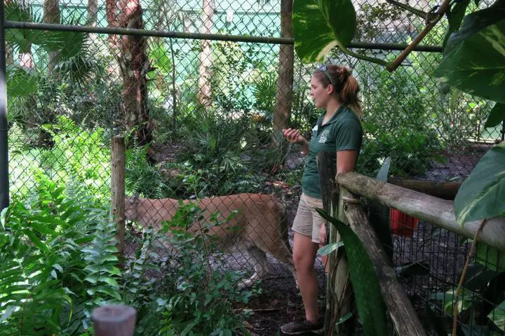 Florida Panter Uno im Naples Zoo, Florida, Paradise Coast