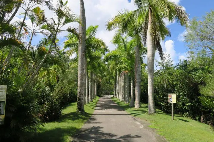 Palmenallee im Naples Zoo, Florida, Paradise Coast