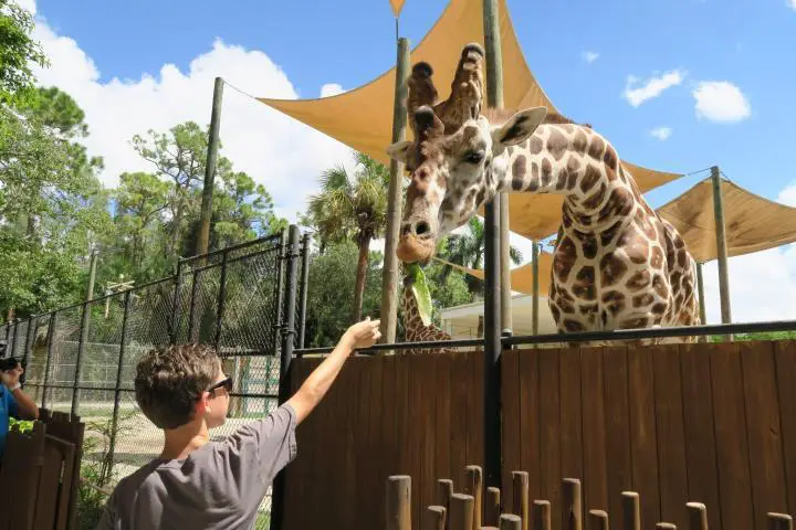 Naples Zoo, Naples mit Kindern, Florida, Giraffen füttern