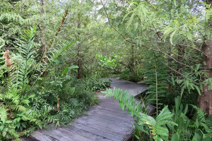 Steg durch die Wildnis, Familienausflug Naples Botanical Garden, Florida, Kinder