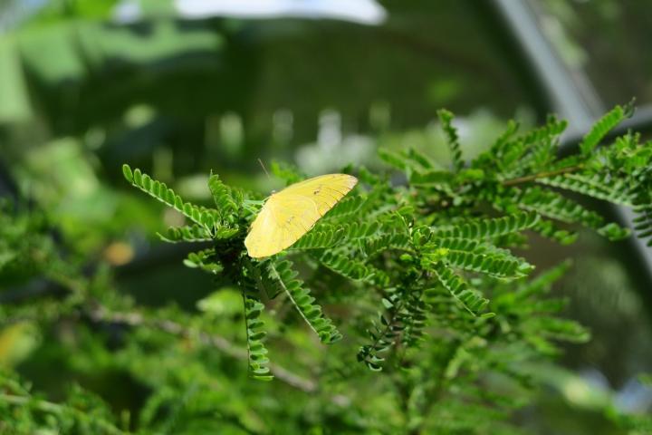 Schmetterling, Familienausflug Naples Botanical Garden, Florida, Kinder