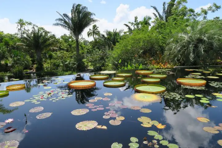 Seerosenteich, Familienausflug Naples Botanical Garden, Florida, Kinder