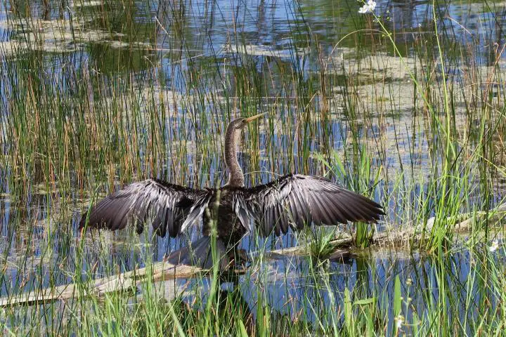 Familienausflug Naples Botanical Garden, Florida, Kinder