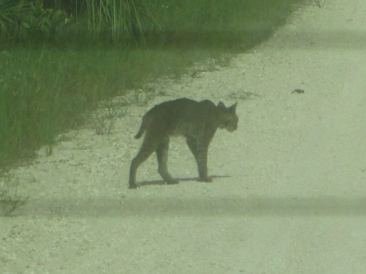 Bobcat, Rotluchs in den Everglades, Big Cypress, Florida