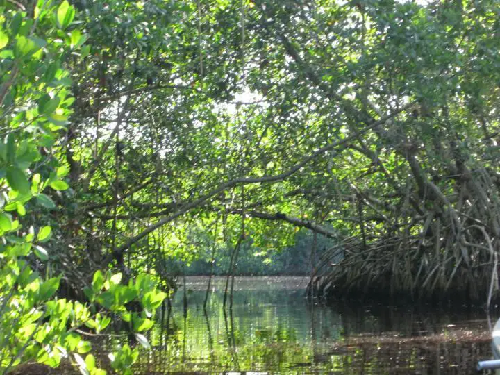 Everglades Area Tours, mit dem Kajak durch die Everglades